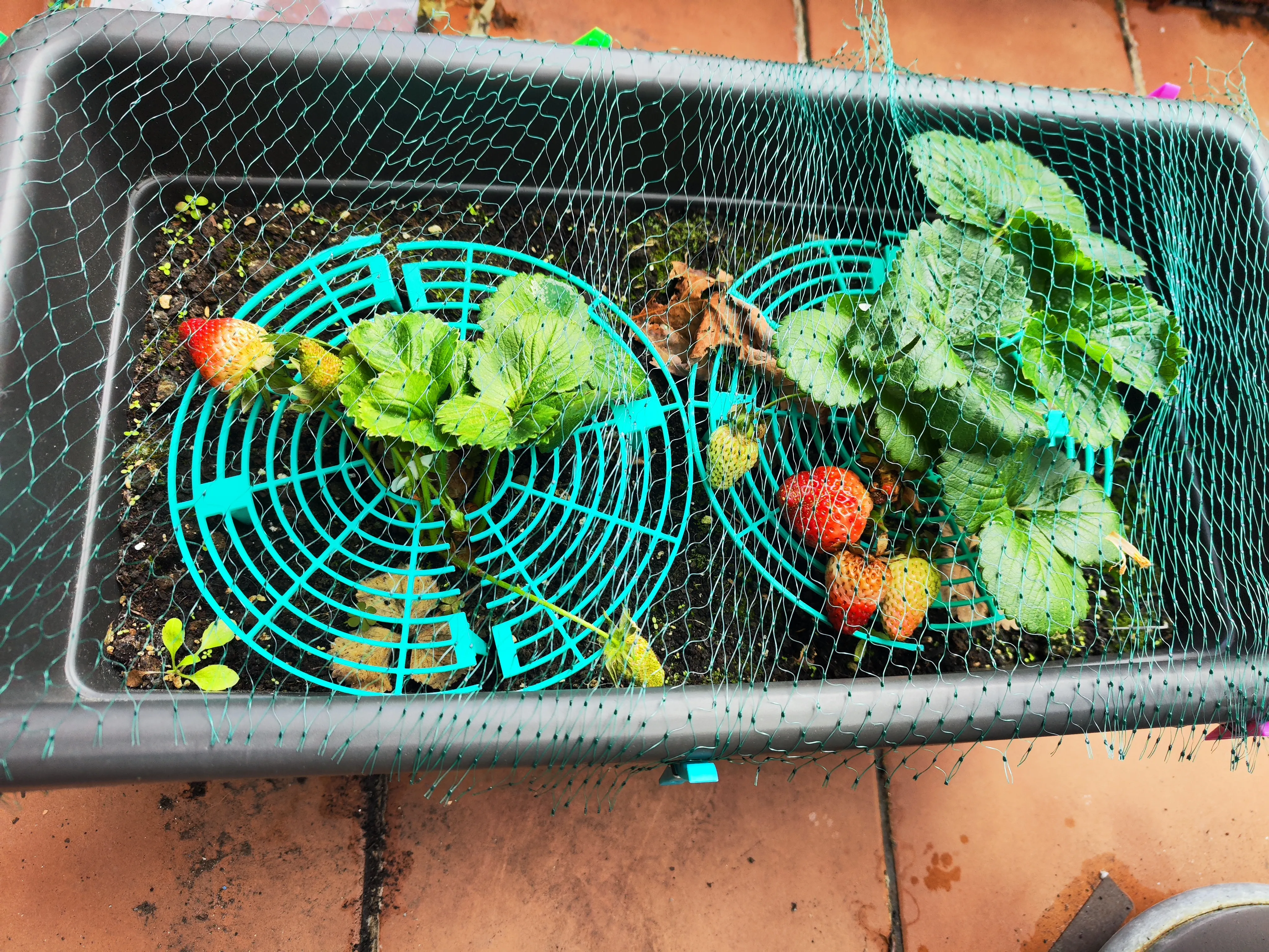 Soportes impresos en PETG verder para plantas de fresas - uso funcional de la impresora